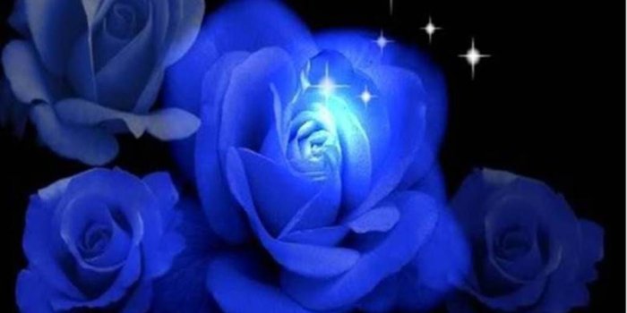 1024x768 Wallpaper Of Blue Roses Viewing Gallery 1024x768PX ~ Blue Roses