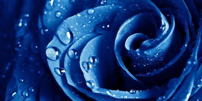 1920x1080 66+ Blue Flower Wallpapers on WallpaperPlay