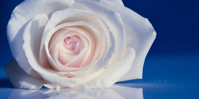 4404x4000 Photo of white Rose flower with reflection HD wallpaper | Wallpaper