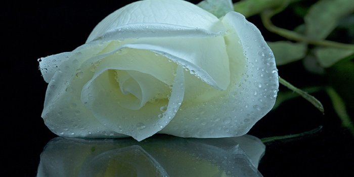 1920x1080 Beautiful White Rose Wallpapers