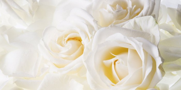 1920x1200 Beautiful White Flowers Wallpaper Desktop - Flowers Healthy