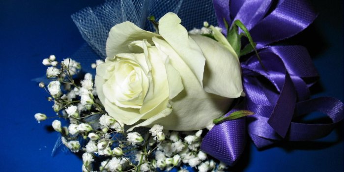 1920x1080 Blue Roses Wallpaper (58+ images)