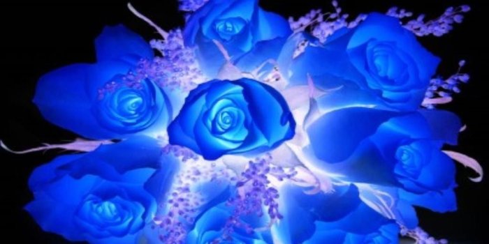 1024x768 Flower: Black Blue Colors White Roses Love Flower Wallpaper Iphone 6