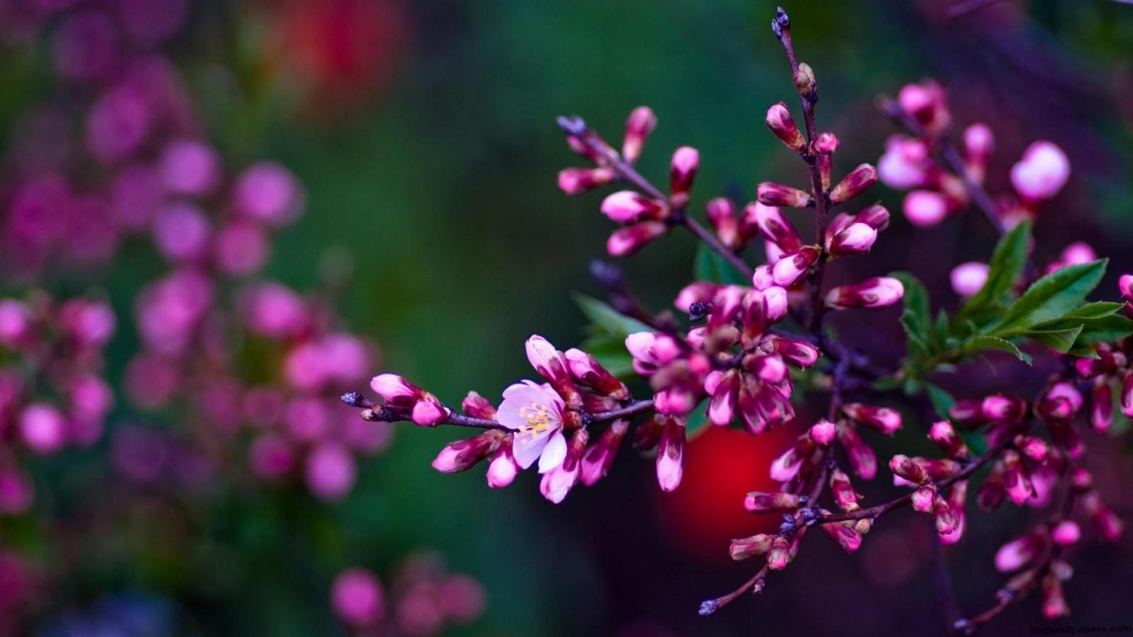 1920x1080 Spring Flowers Desktop Wallpapers | Idejos | Spring flowers