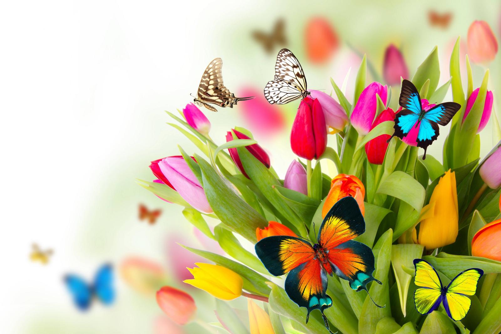 5085x3390 45+ Spring Flowers Desktop Wallpapers - Download at WallpaperBro