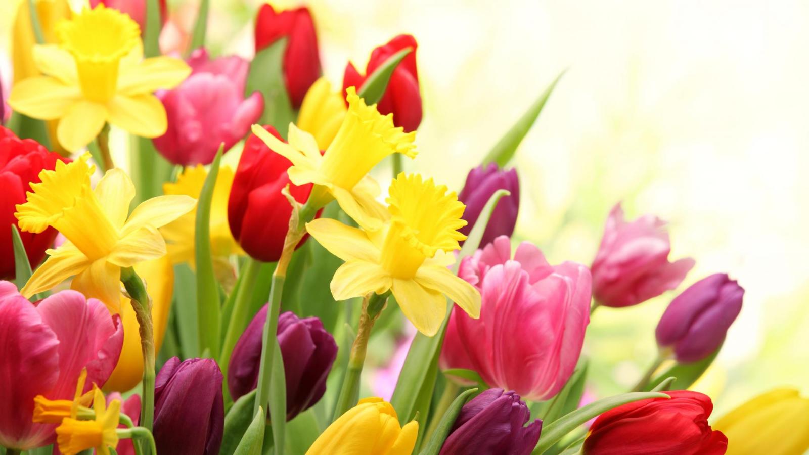 1920x1080 27/03/2015 - 1920x1080 Spring Flowers Desktop Wallpapers - Nature