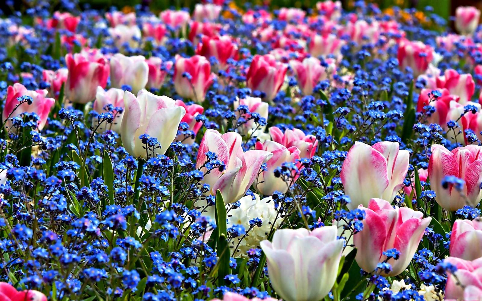 2560x1600 Pictures Of Spring Flowers For Wallpapers