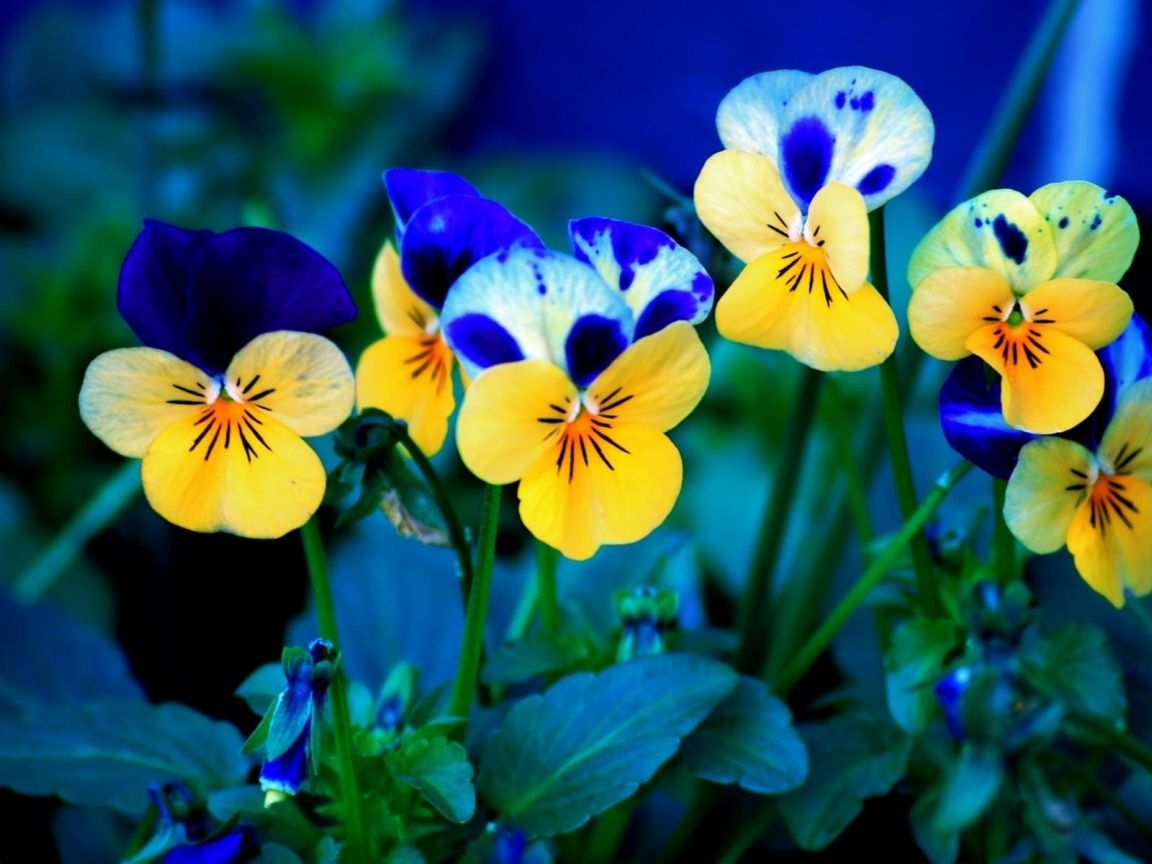 1152x864 49+] Spring Flowers Computer Desktop Wallpaper on WallpaperSafari