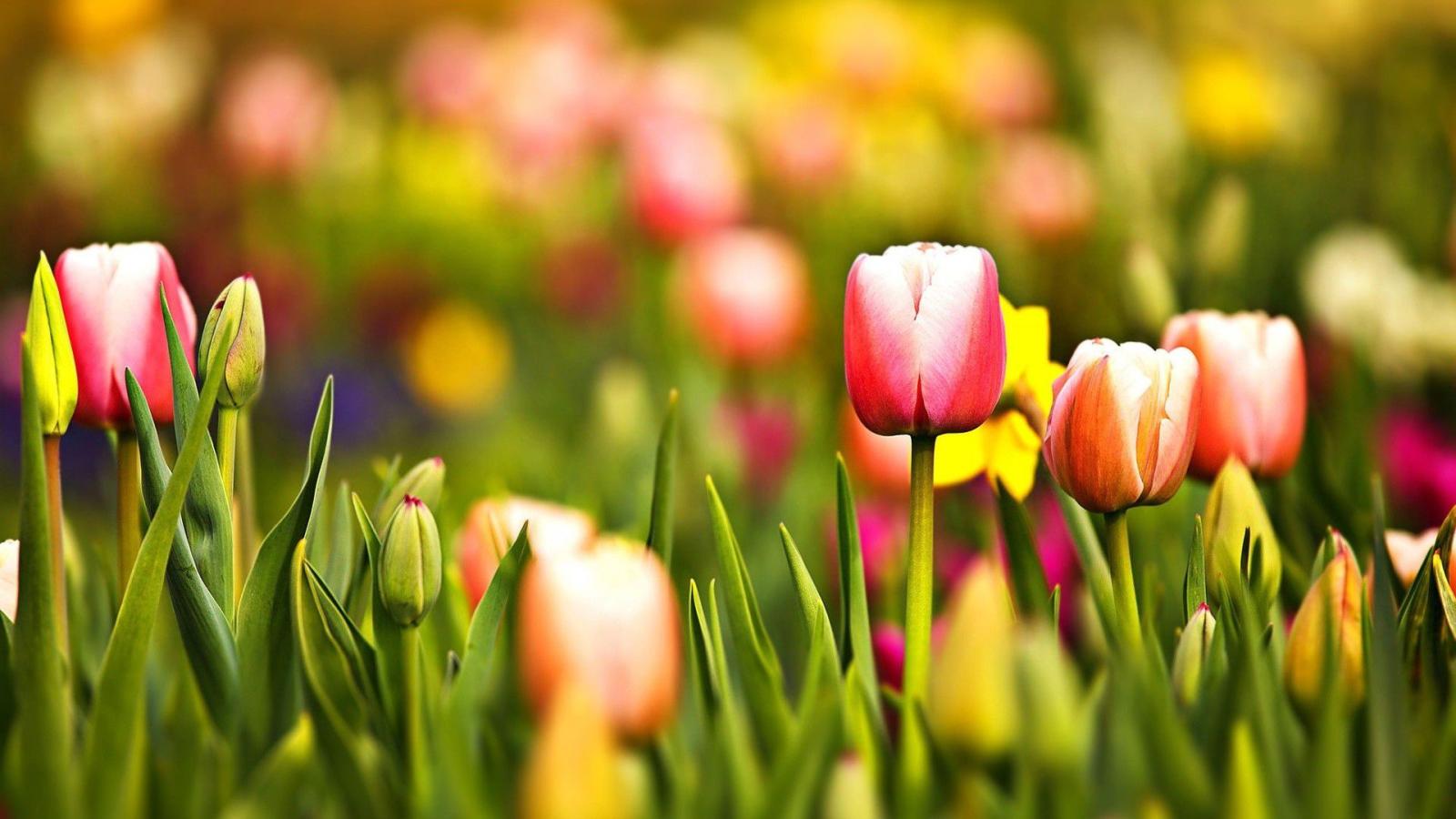 1920x1080 Computer Tuple Spring Flowers Desktop Wallpaper