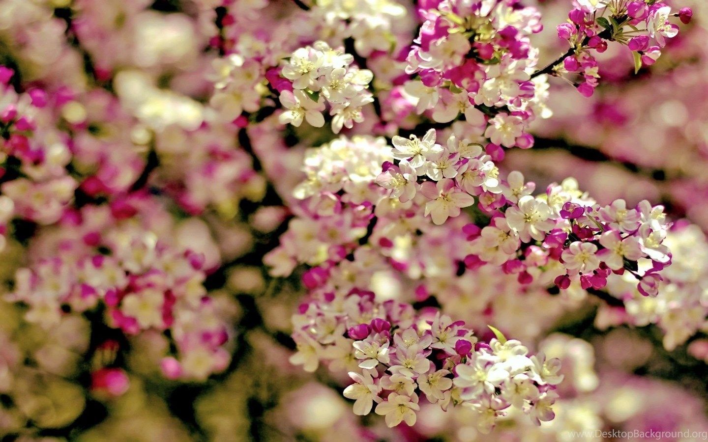 1440x900 Spring Flowers Desktop Wallpapers & Photos, New Wallpapers Desktop