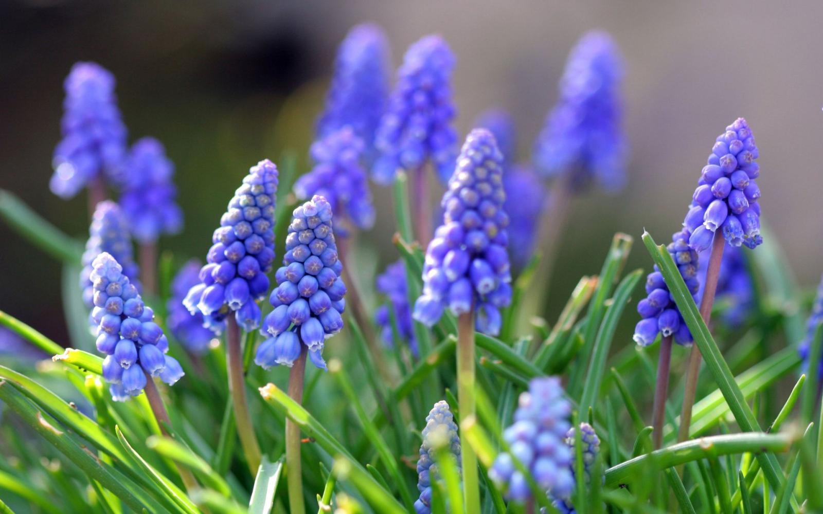 3840x2400 Blue Spring Flowers Grape Hyacinths Desktop Backgrounds 3840x2400