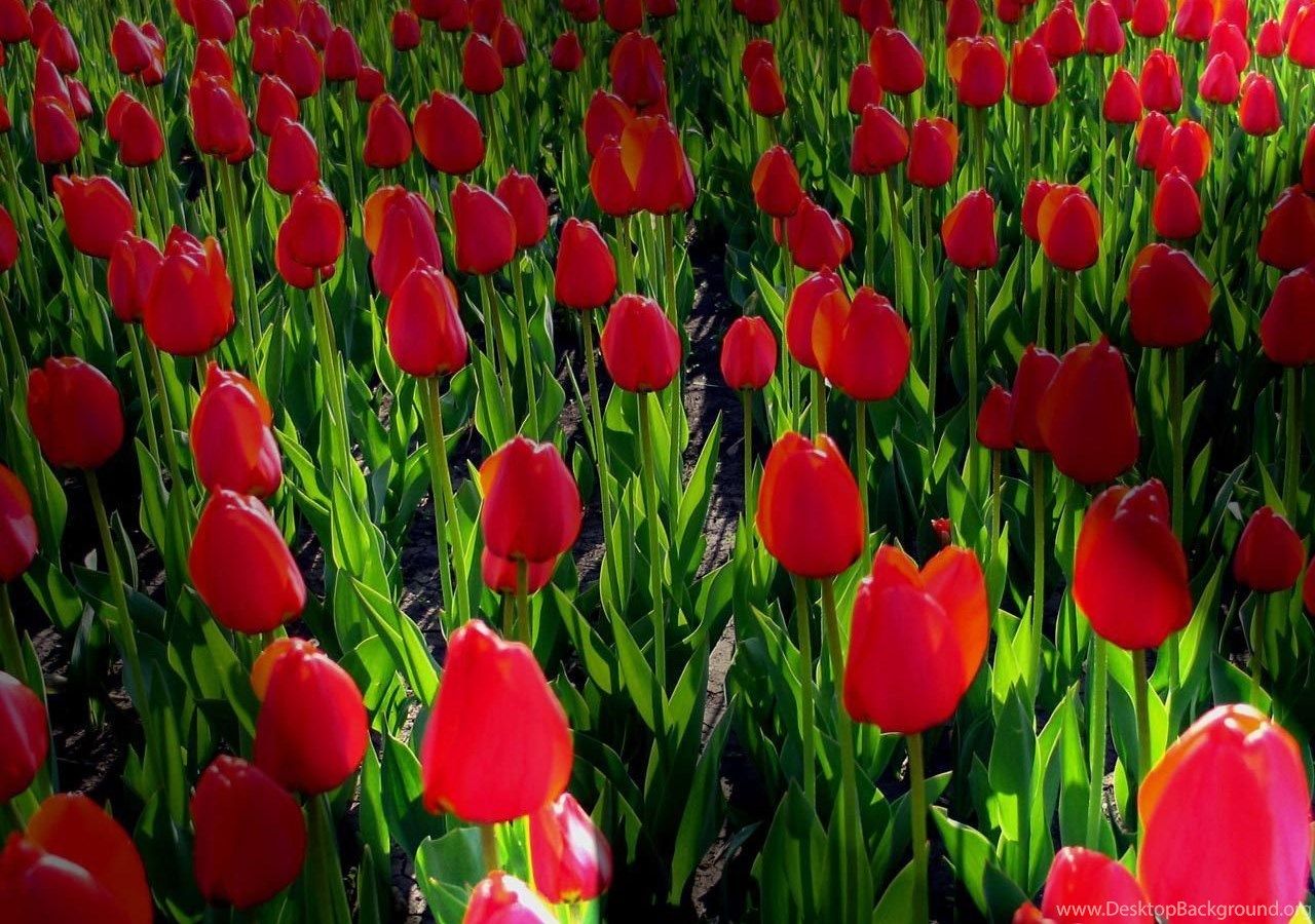 1280x900 Free Desktop Wallpaper Backgrounds Spring Flowers Desktop Background