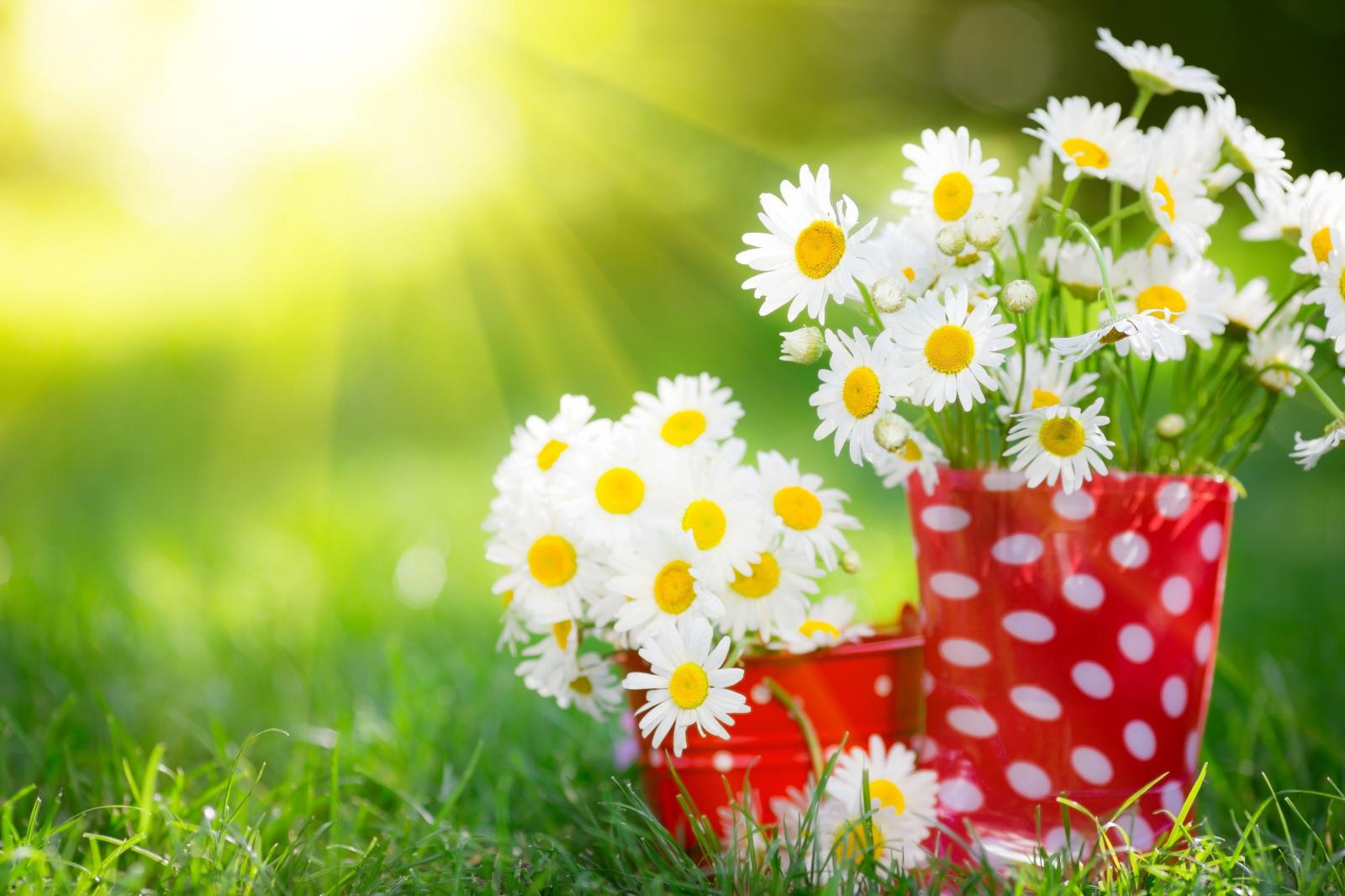 4370x2913 Flower: Spring Flowers Sunshine Meadow Camomile Desktop Wallpaper