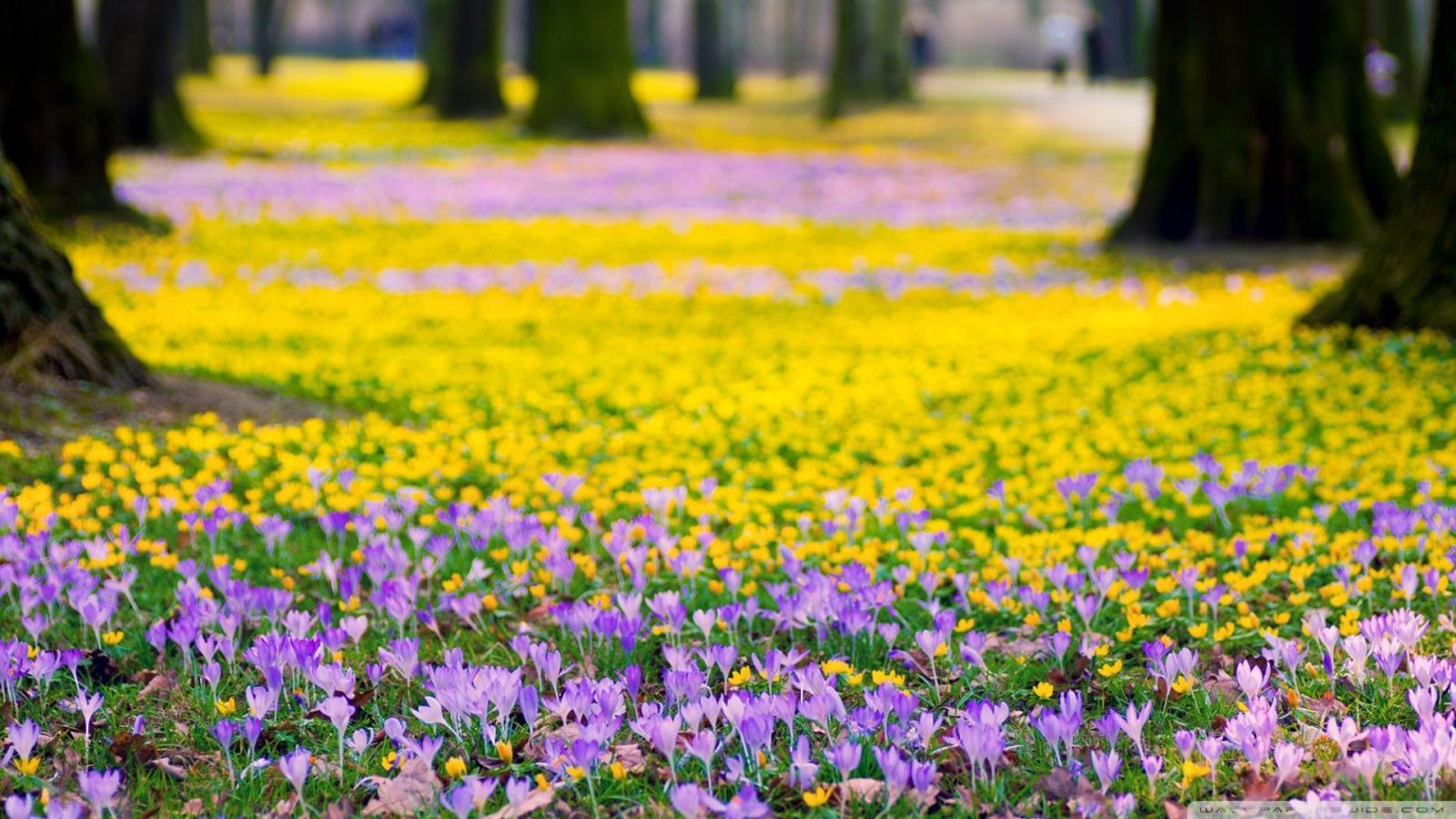 1920x1080 Spring Flowers Meadow Hd Desktop Wallpaper - Spring Flowers 4k