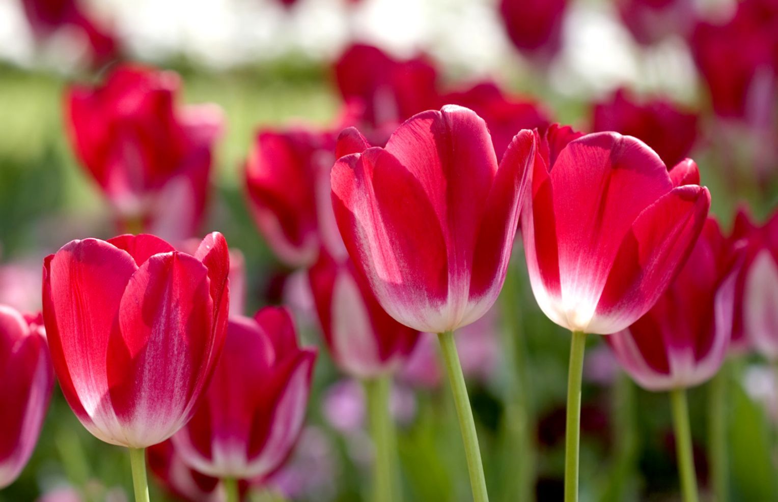 1528x987 Spring Flowers For Desktop Wallpaper | Wallpapers Abstract