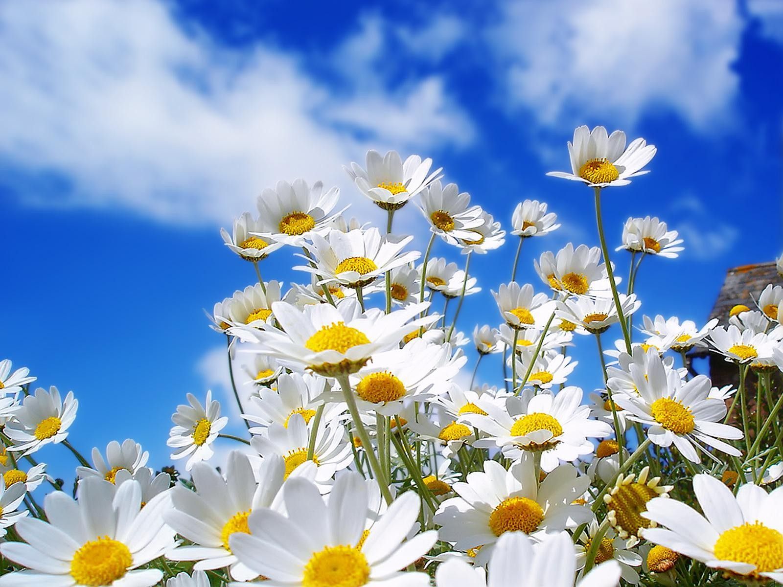 1600x1200 Spring Flowers Desktop Wallpapers Free - The Wallpaper