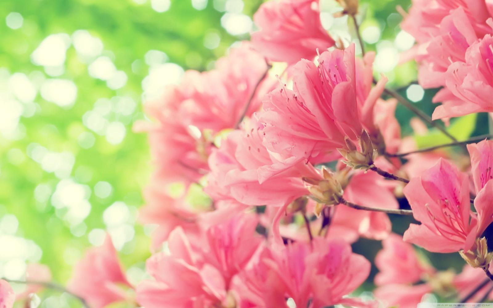 2560x1600 Spring flowers desktop background 4 » Background Download