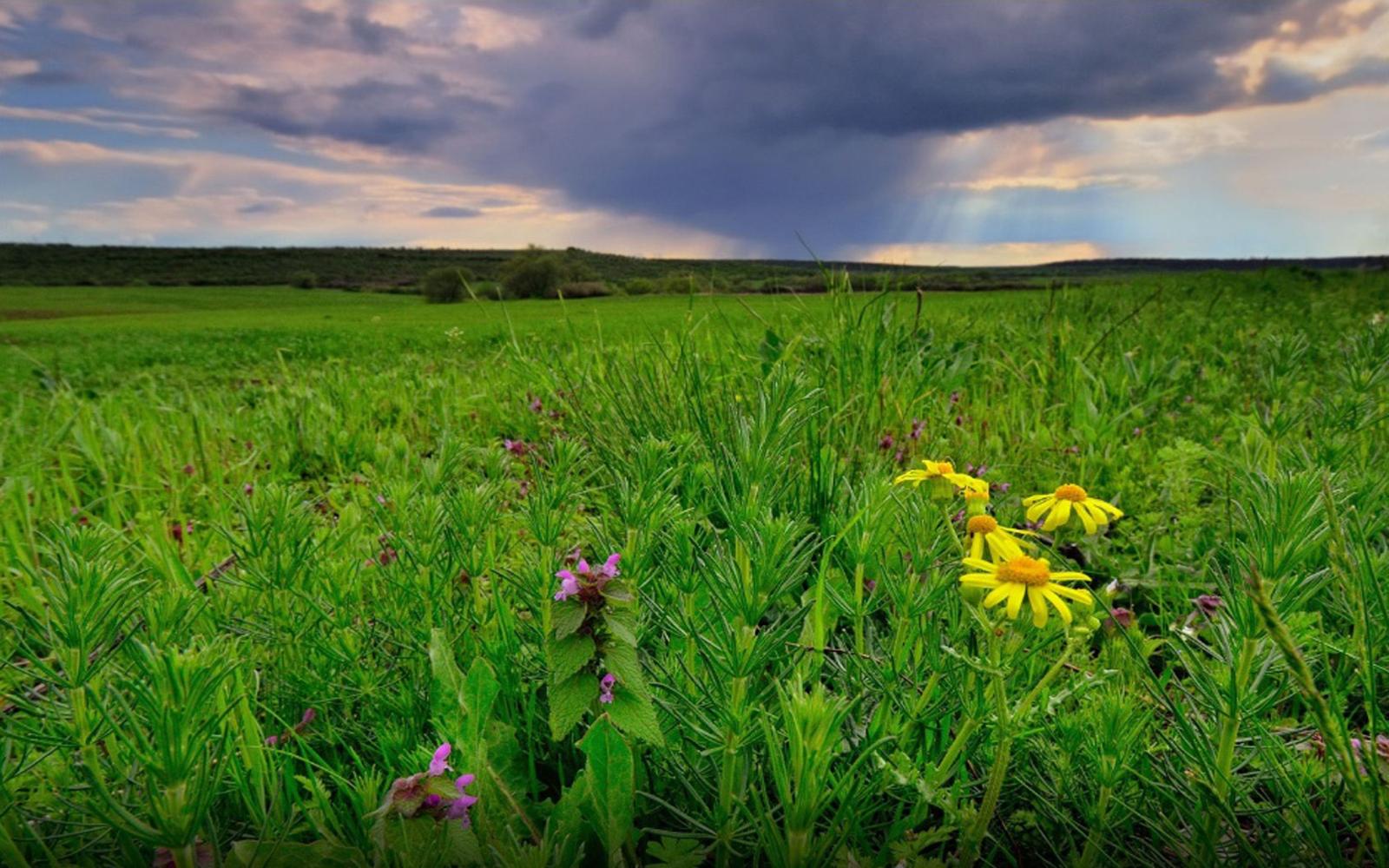 2880x1800 Green Meadow Spring Flowers Desktop Wallpaper Hd : Wallpapers13.com