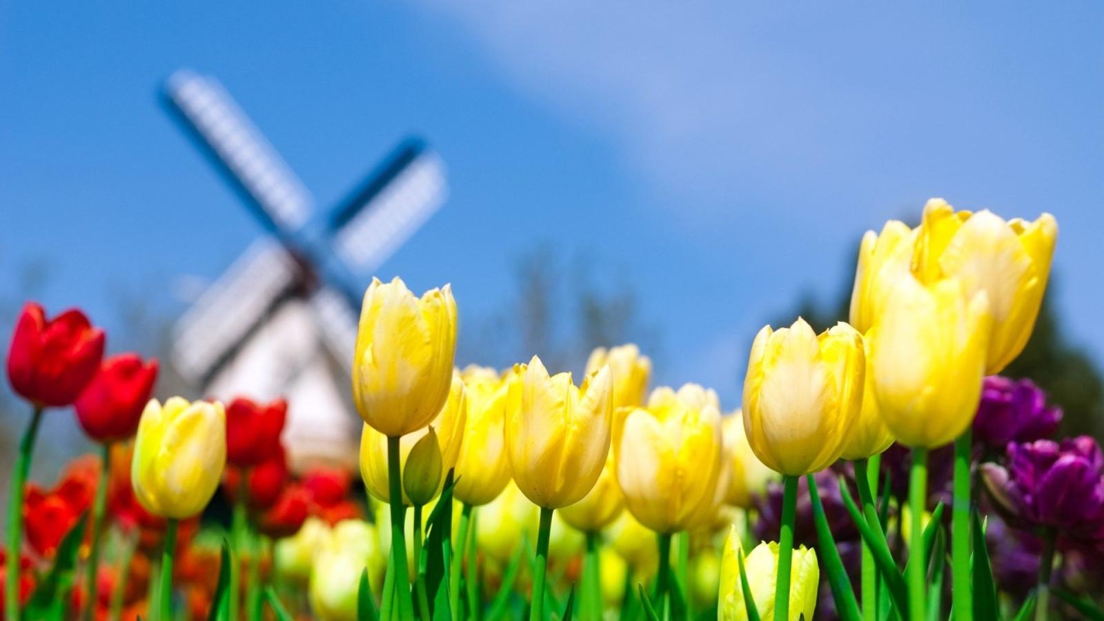 1920x1080 Desktop Wallpaper Spring Flowers ·① WallpaperTag
