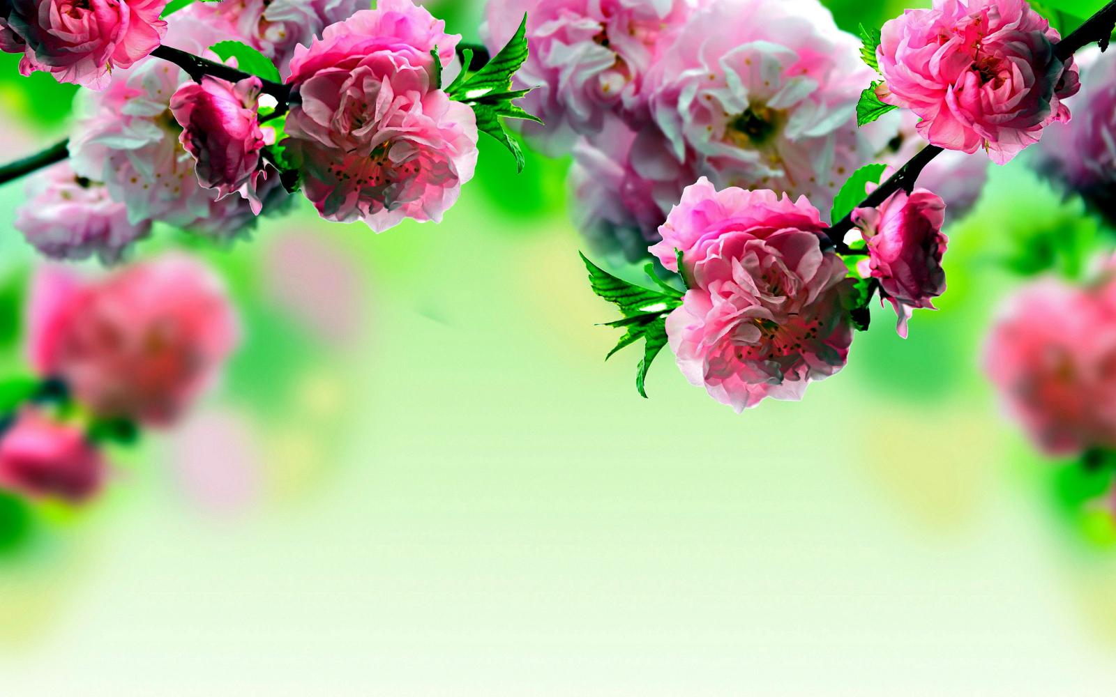 3456x2160 Desktop Backgrounds Spring Flowers - Flowers Healthy