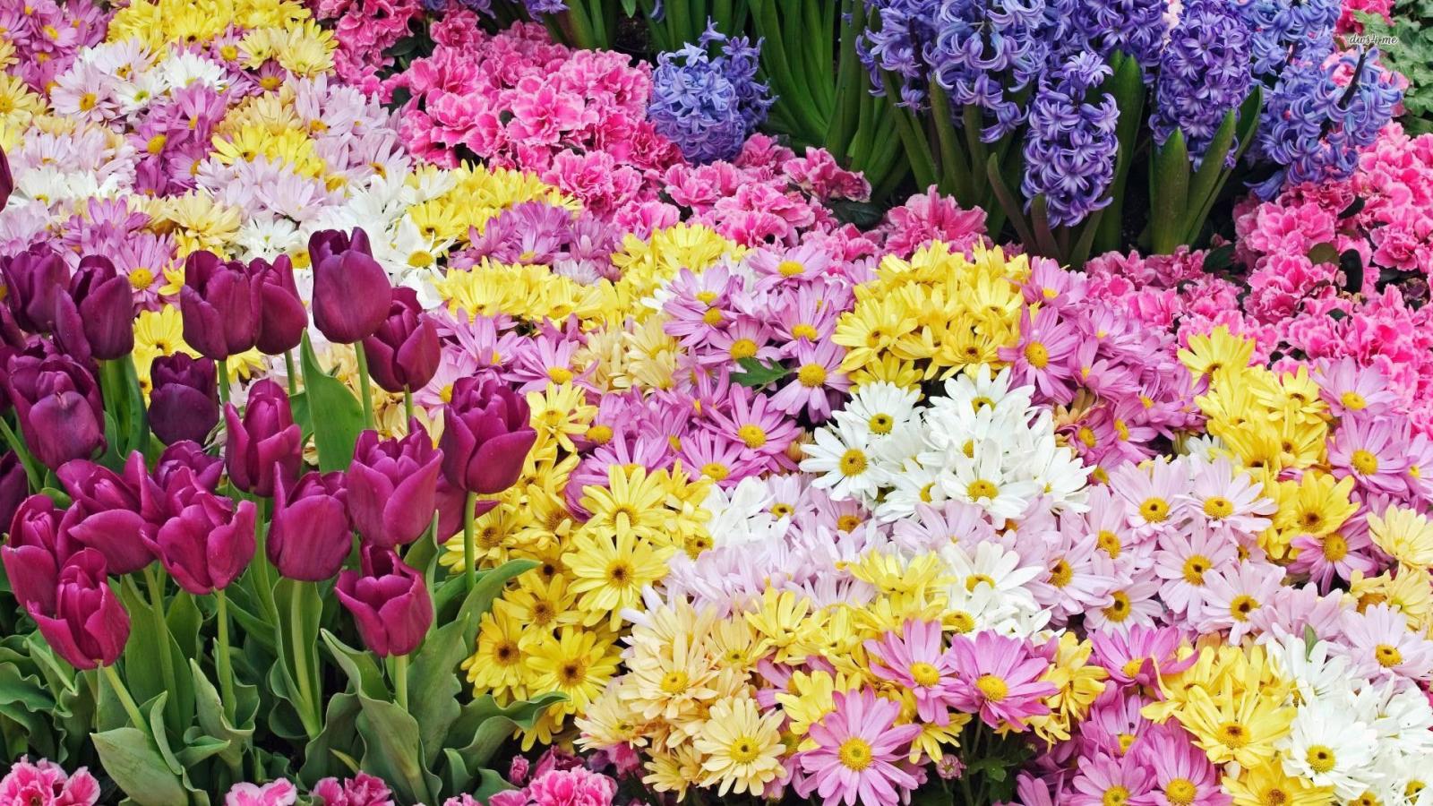 1920x1080 Desktop Wallpaper Spring Flowers (60+ images)