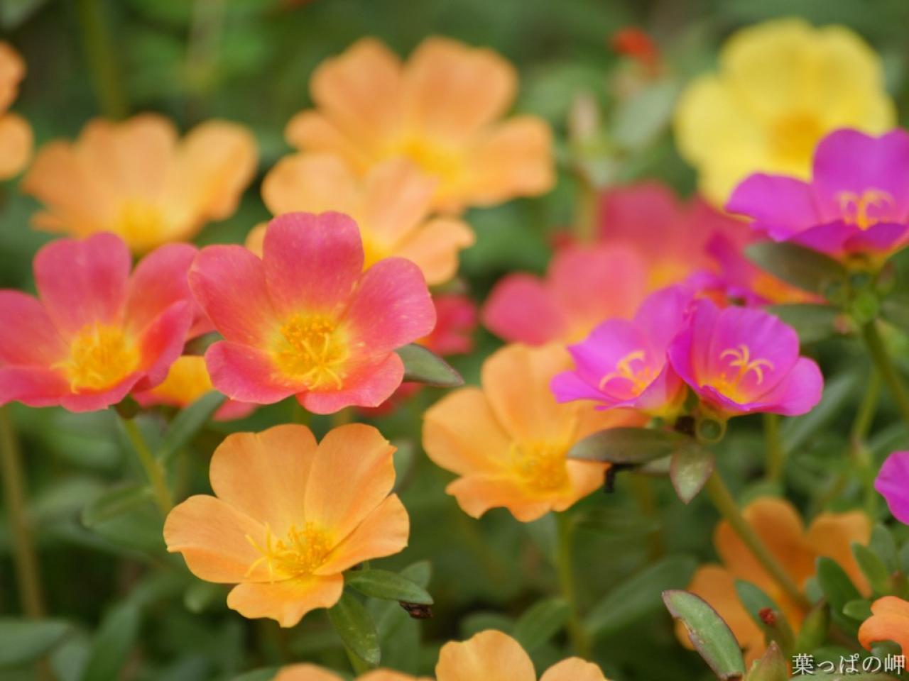 1280x960 latest desktop backgrounds: Spring Flowers Desktop Wallpapers