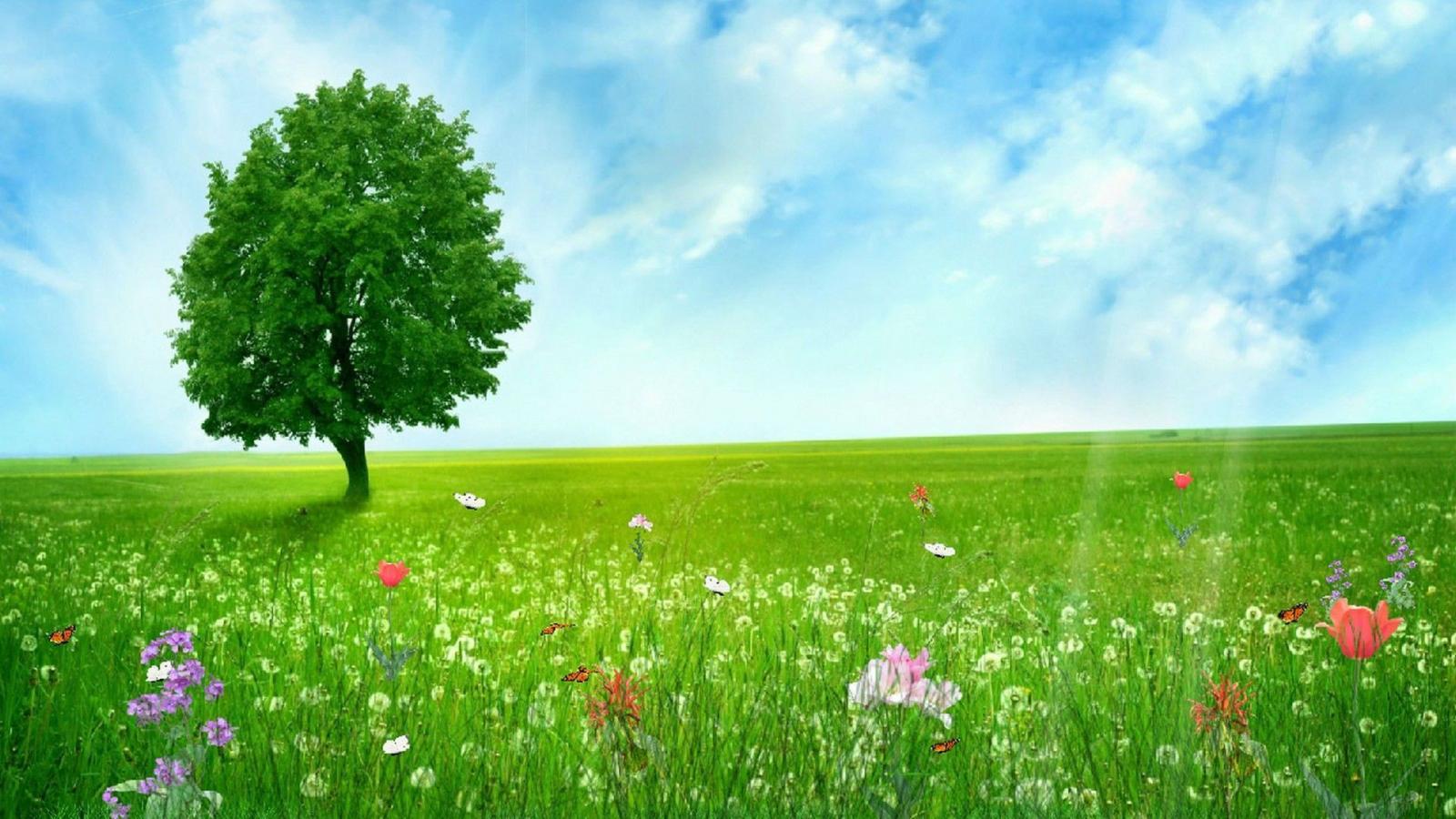 1920x1080 Spring Meadow Wallpapers - Top Free Spring Meadow Backgrounds