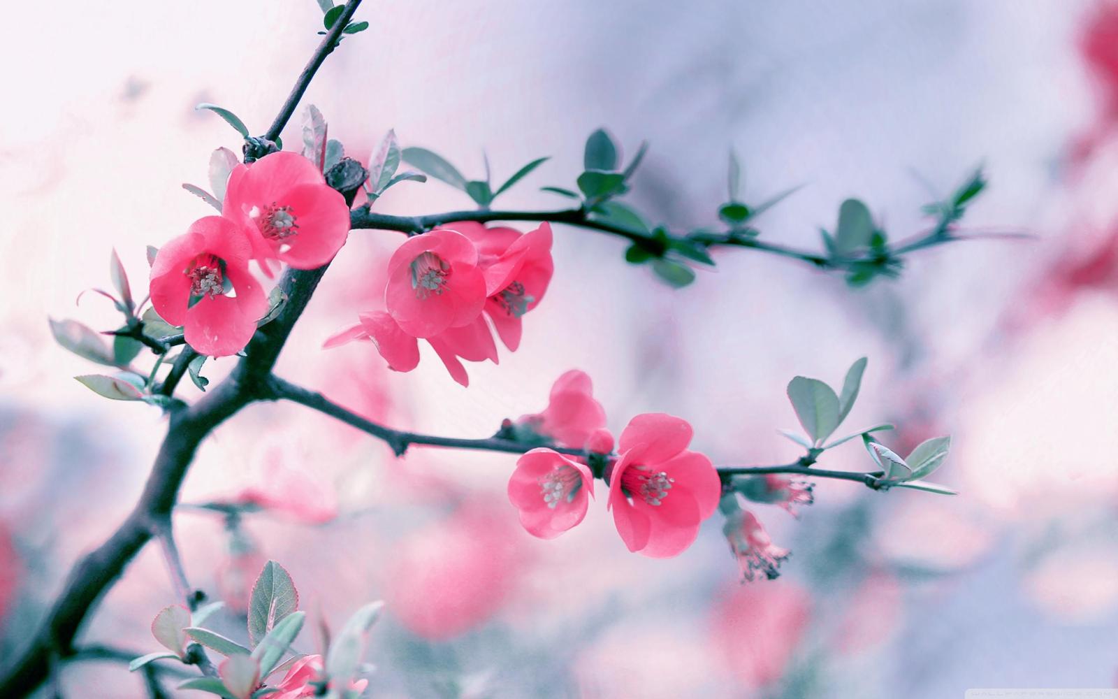 2880x1800 Spring Flowers Desktop Image | Style24x7