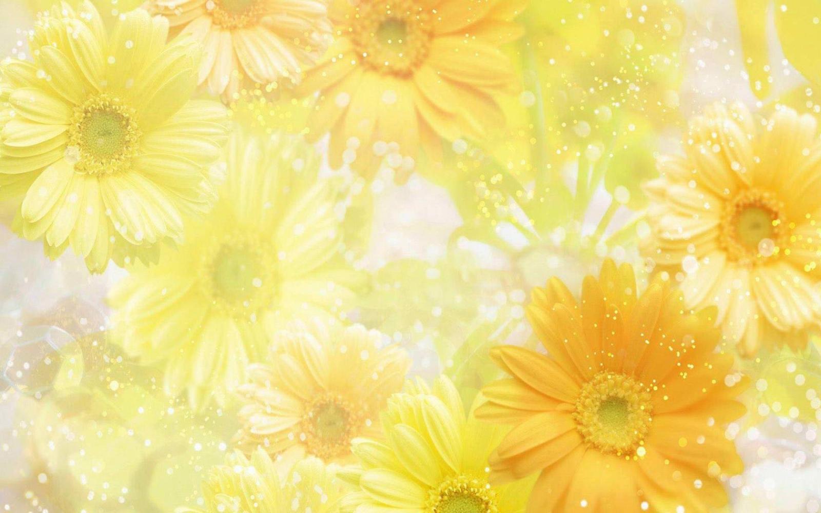 1680x1050 Free Spring Desktop Wallpaper | free desktop wallpaper of yellow
