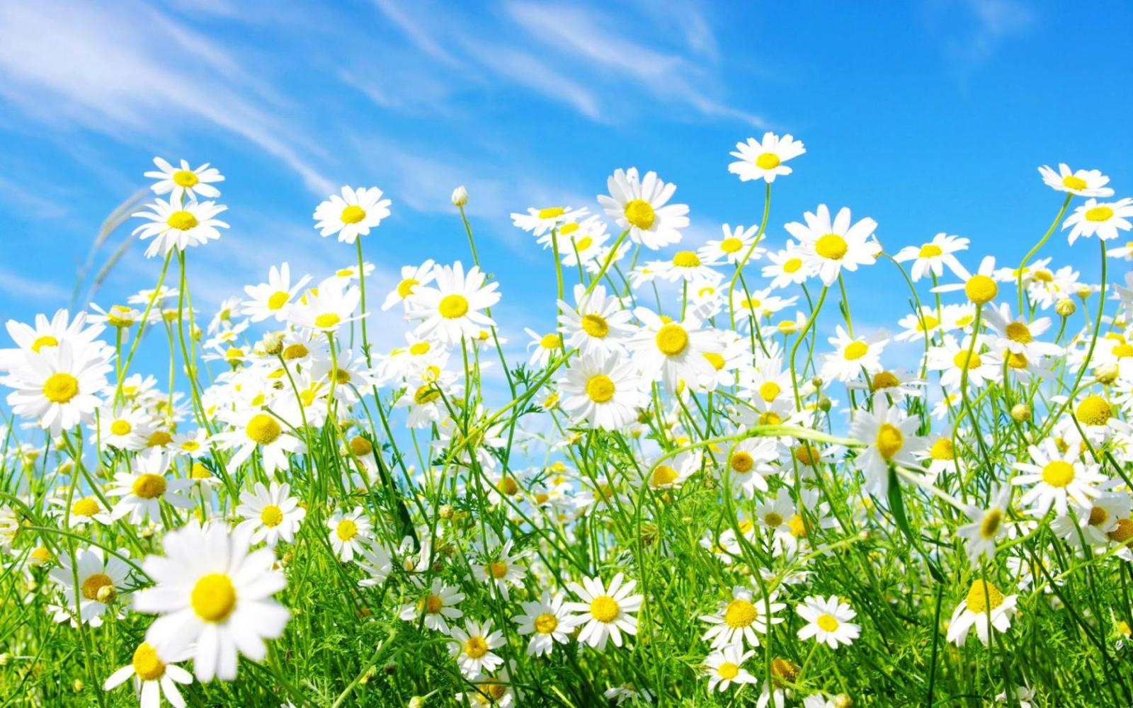 1680x1050 spring flowers backgrounds 20 free Cliparts | Download images on
