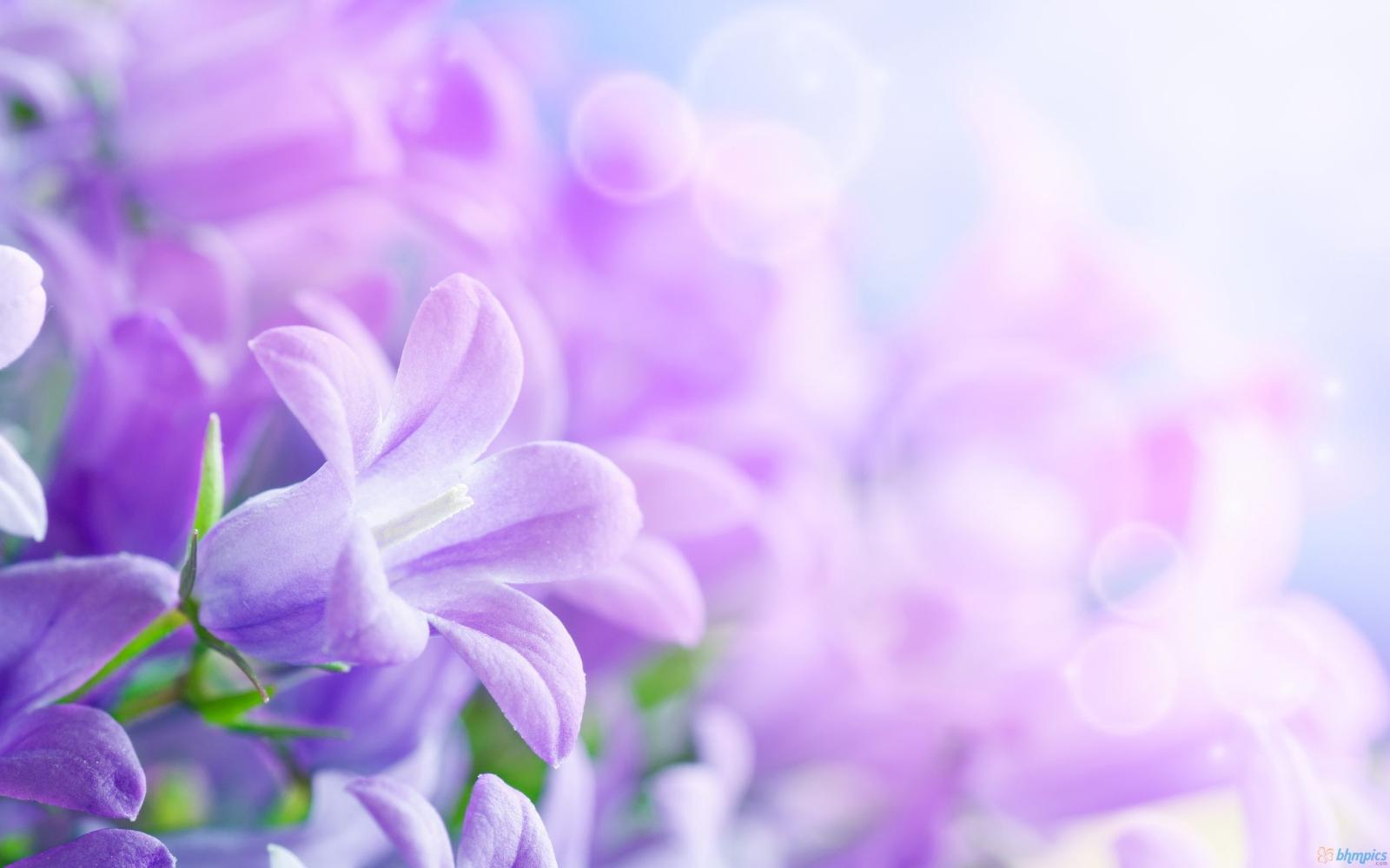 2560x1600 Purple Spring Flowers Wallpapers Desktop Background > Yodobi