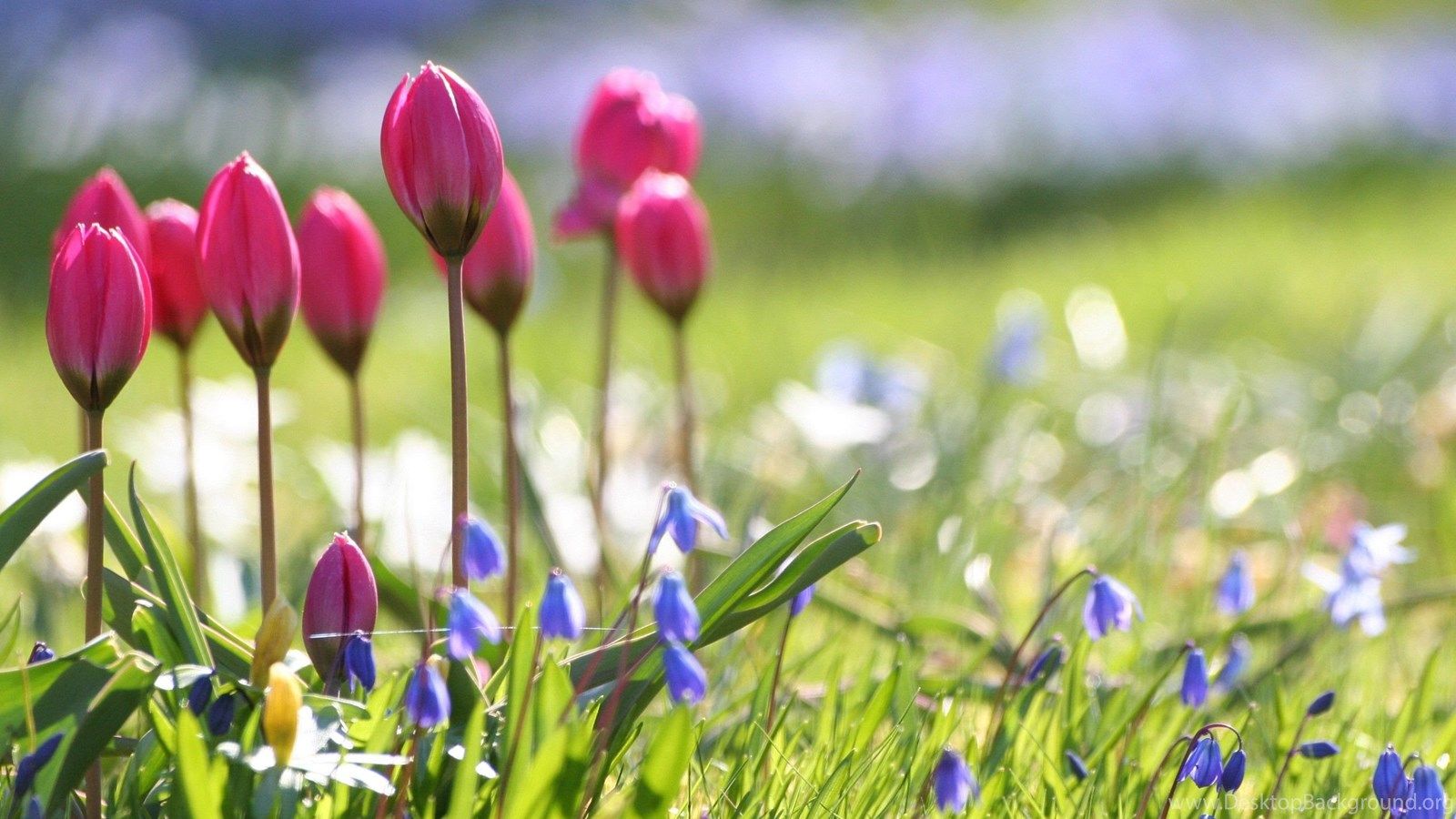 1600x900 Spring Flowers HD Desktop Backgrounds Wallpapers 7524 HD Desktop