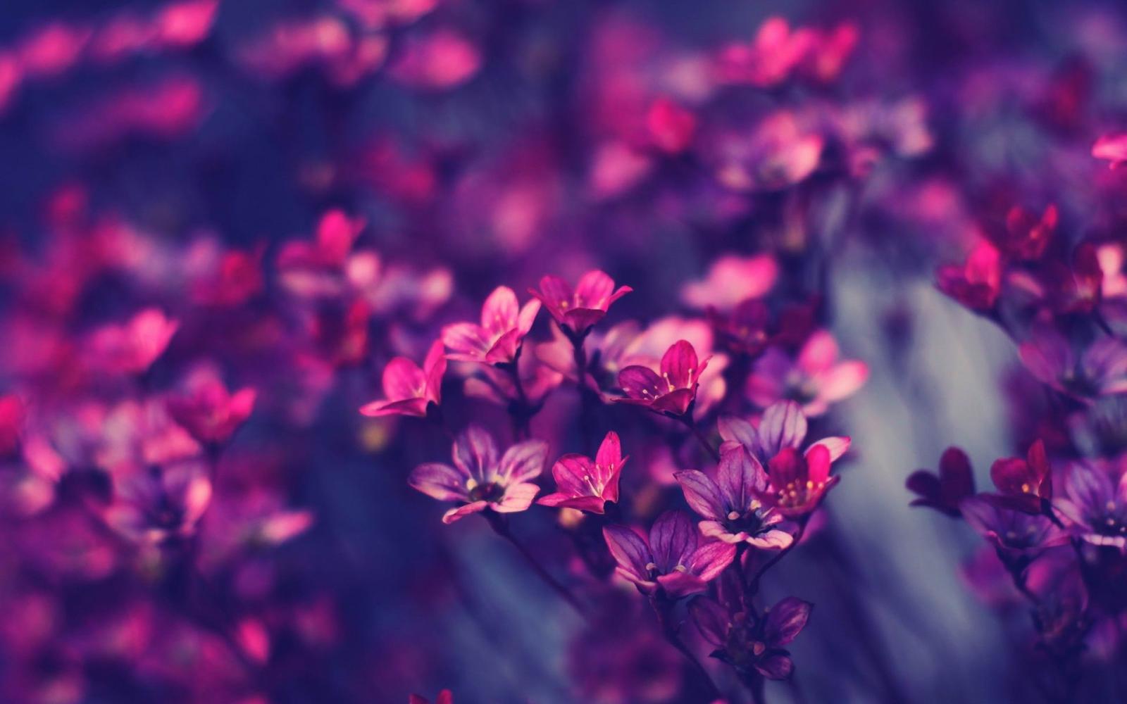 1920x1200 Purple Spring Flowers Wallpaper Desktop Background > Yodobi