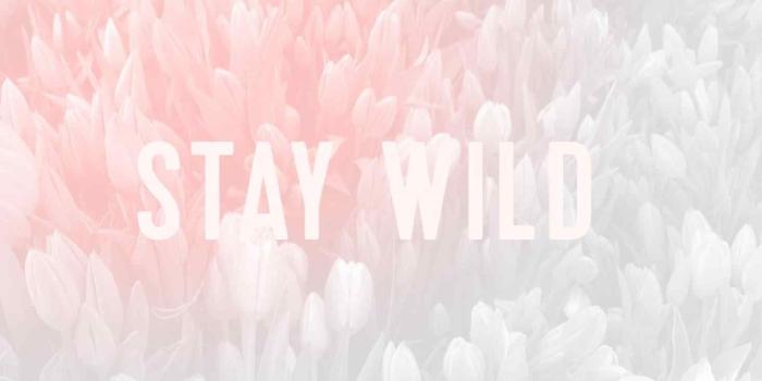 1466x917 10 Latest Rose Gold Desktop Background FULL HD 1920×1080 For PC