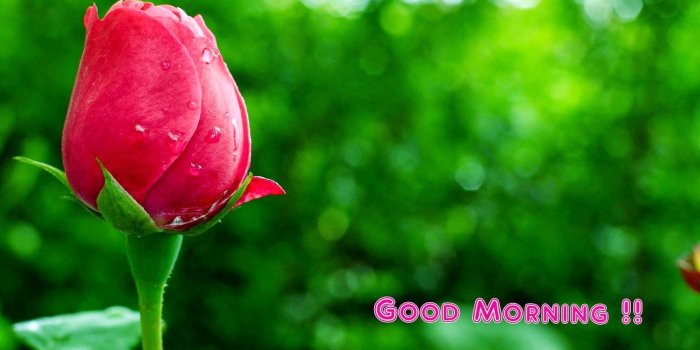 1600x900 Beautiful Rose good Morning Wallpapers Free Download For PC - My
