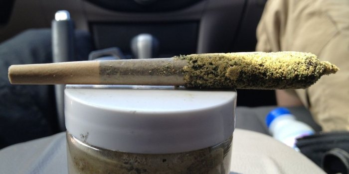 1024x768 Tarantula Joint. -Green Door San Francisco, CA. Platinum Girl Scout