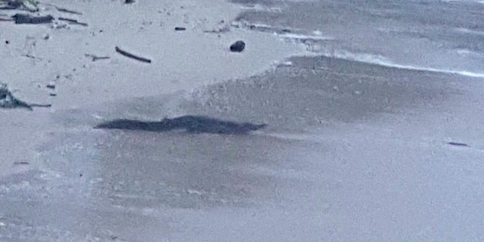 1600x900 Phuket crocodile discovered on Kata Noi Beach | The Thaiger