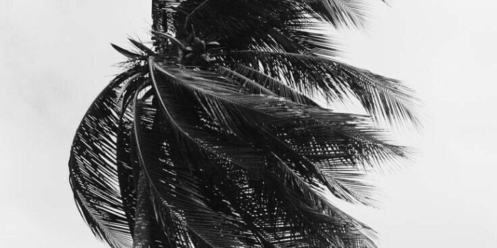 736x1109 Viva 787 on Beaches/Palm Trees | Black, white aesthetic