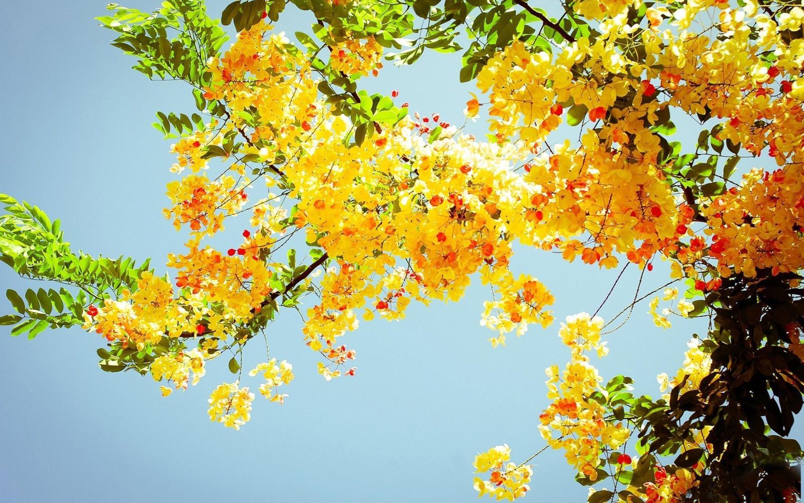 2560x1600 Beautiful yellow flowers on a tree - HD nature wallpaper. Beautiful