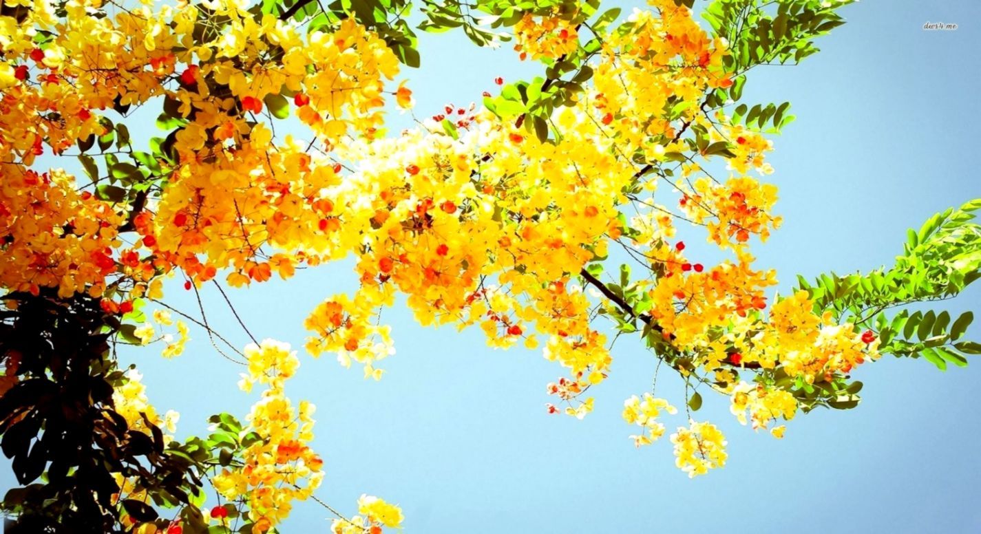 1425x776 Yellow Flower Hd Desktop Background | Its Wallpapers
