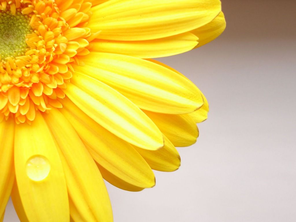 1024x768 68+] Yellow Flower Wallpaper on WallpaperSafari