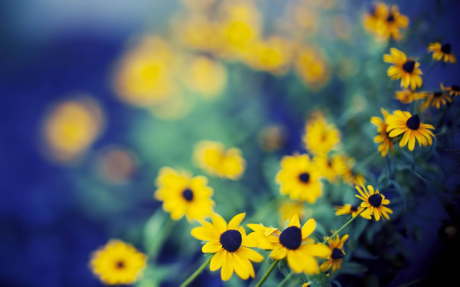 1920x1200 Beautiful Depth Of Field Wallpaper - Yellow Flower Wallpaper Hd