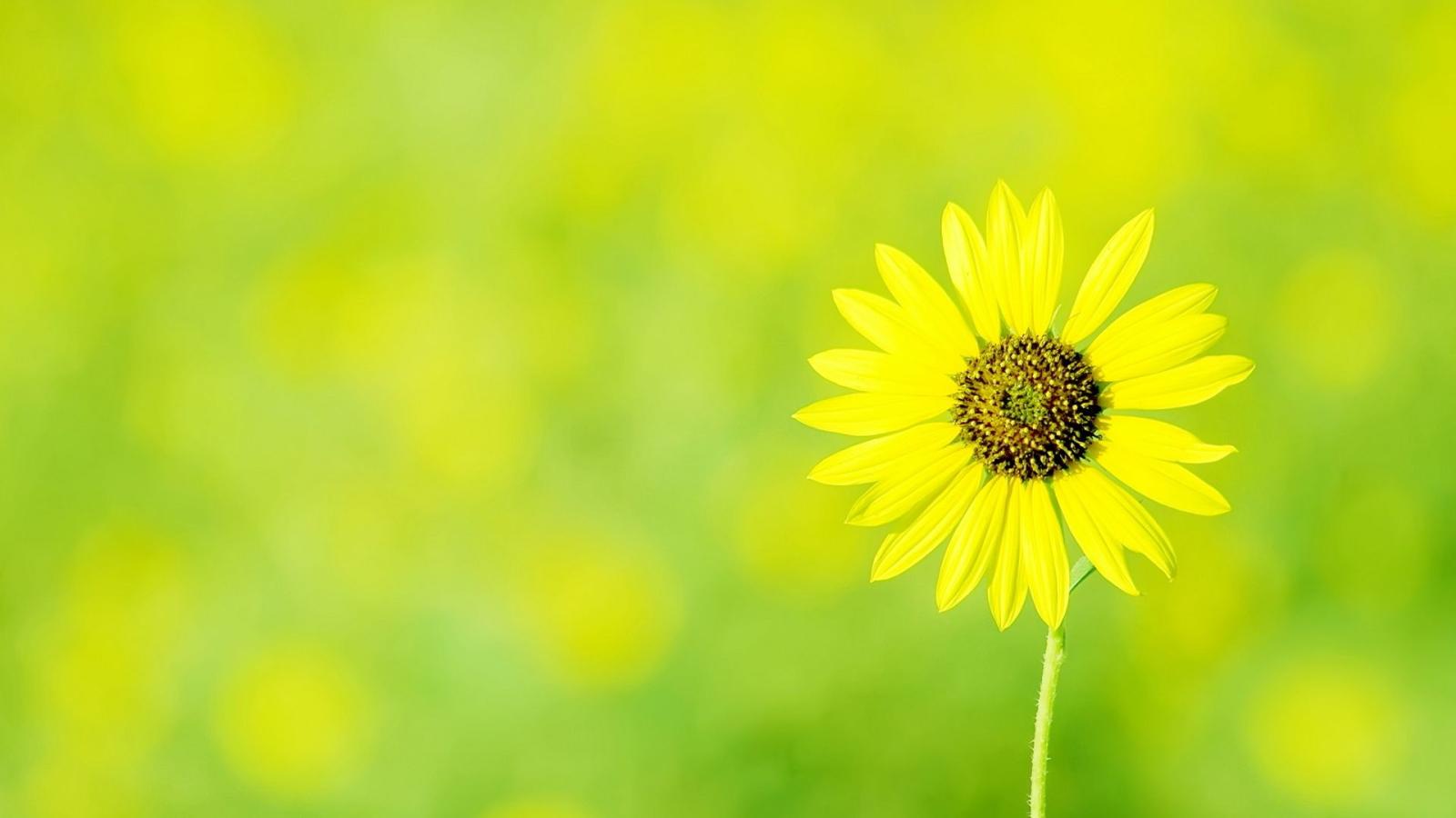 1920x1080 60+ 1920X1080 HD Flower Wallpapers - Download at WallpaperBro