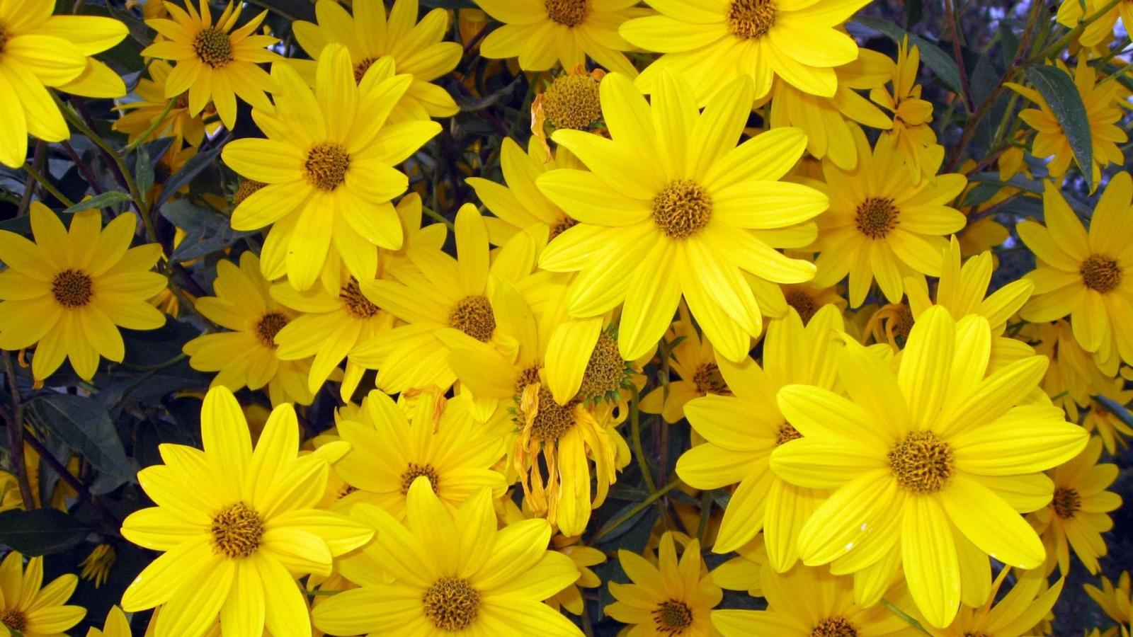 1920x1080 Beautiful Yellow Flower HD desktop wallpaper : High Definition 1920x1080