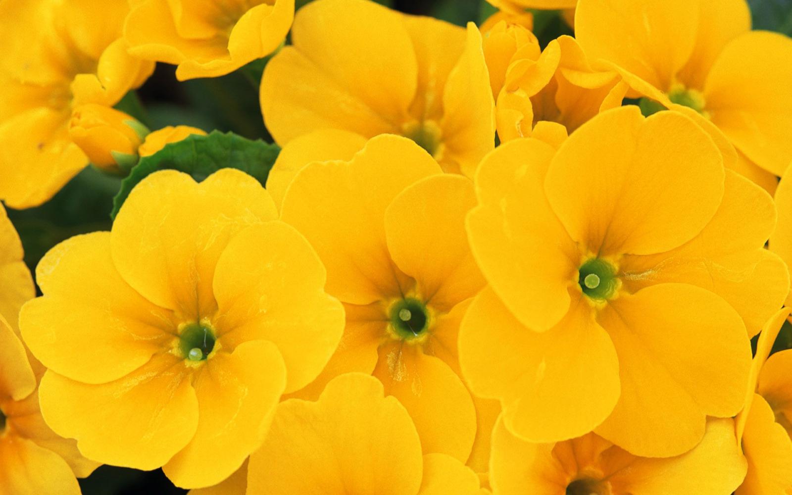 1920x1200 Yellow Flower wallpaper | 1920x1200 | #42591