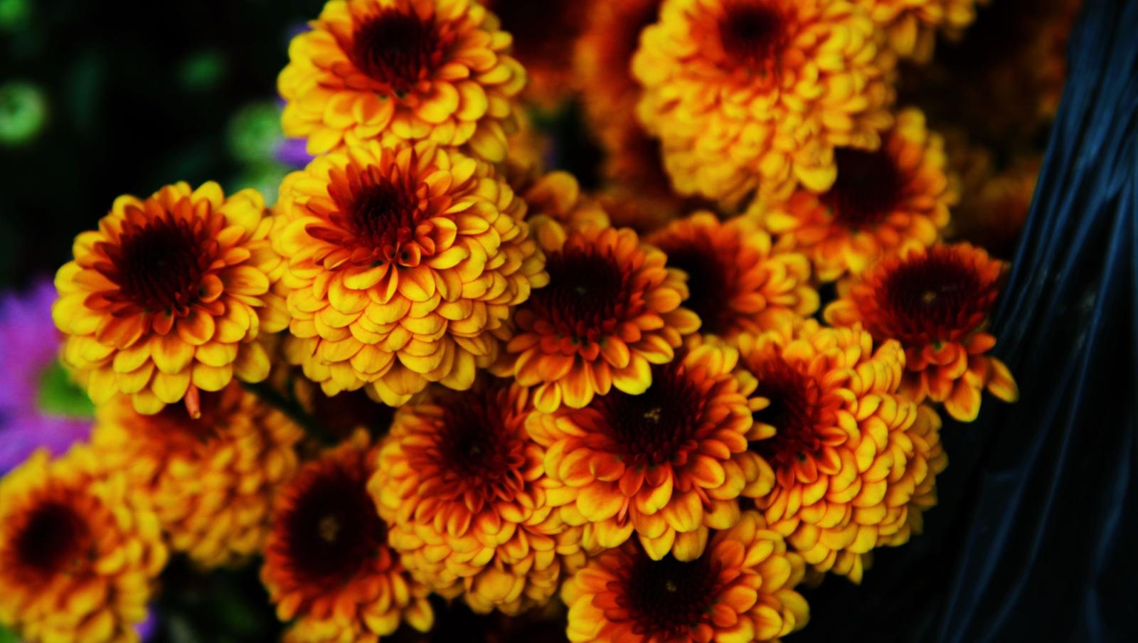 3840x2170 2625482 3840x2170 yellow flowers 4k desktop wallpaper | Flower