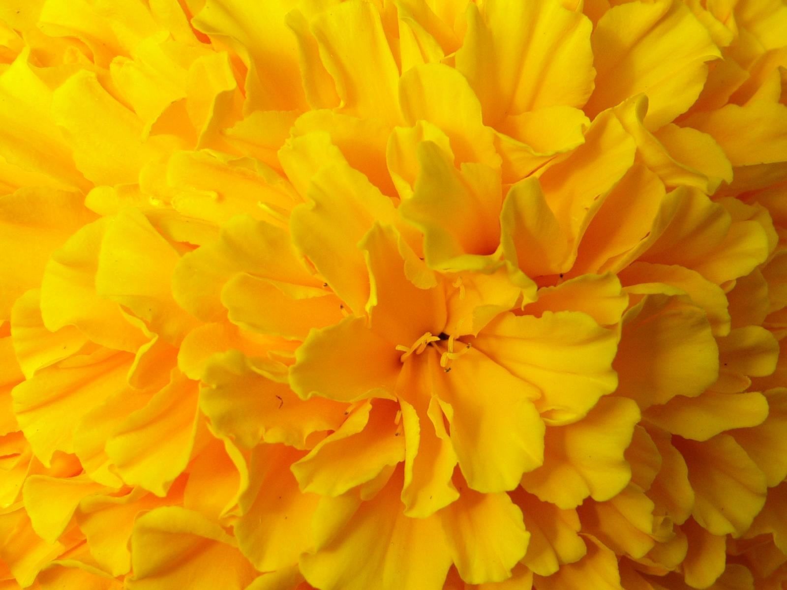 1600x1200 40+ Yellow Flower Wallpapers - Download at WallpaperBro