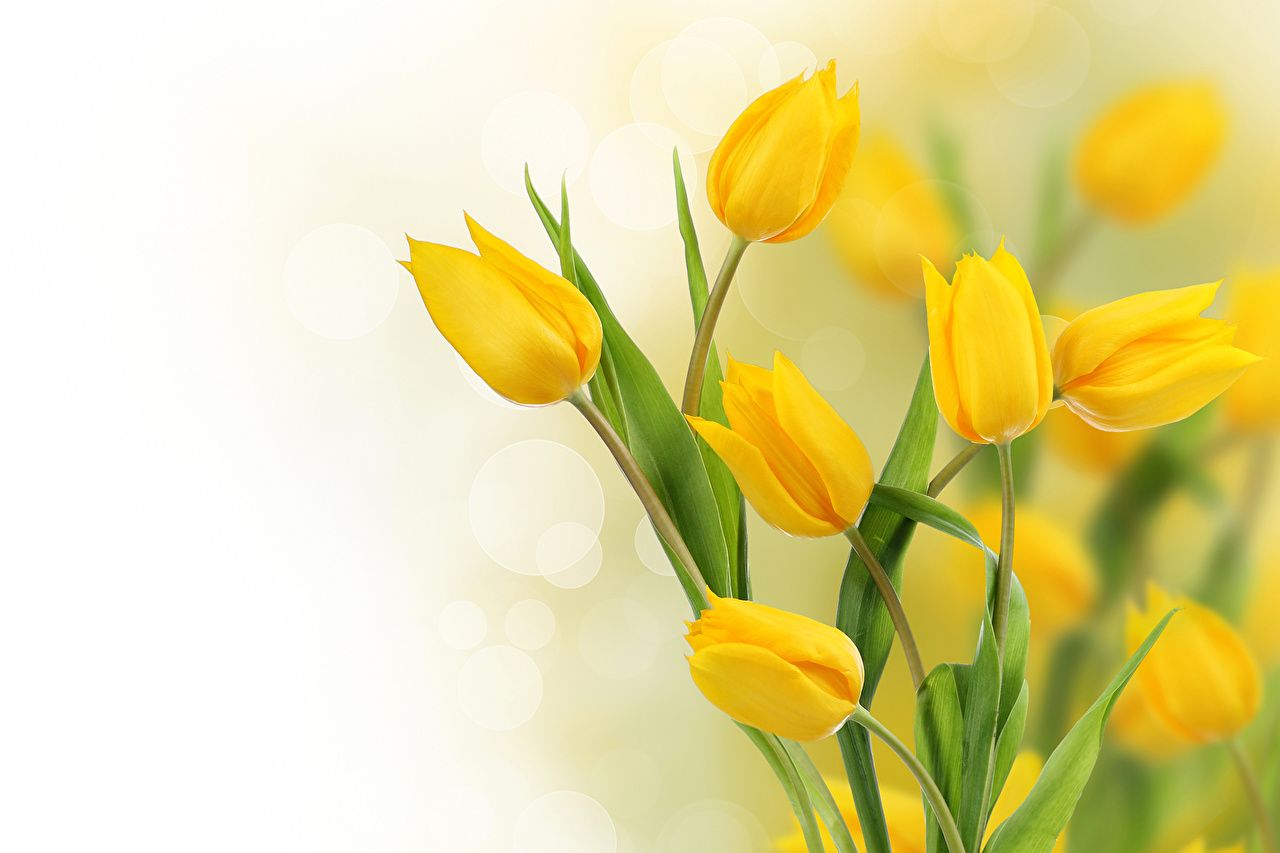 1280x853 Desktop Wallpapers tulip Yellow flower