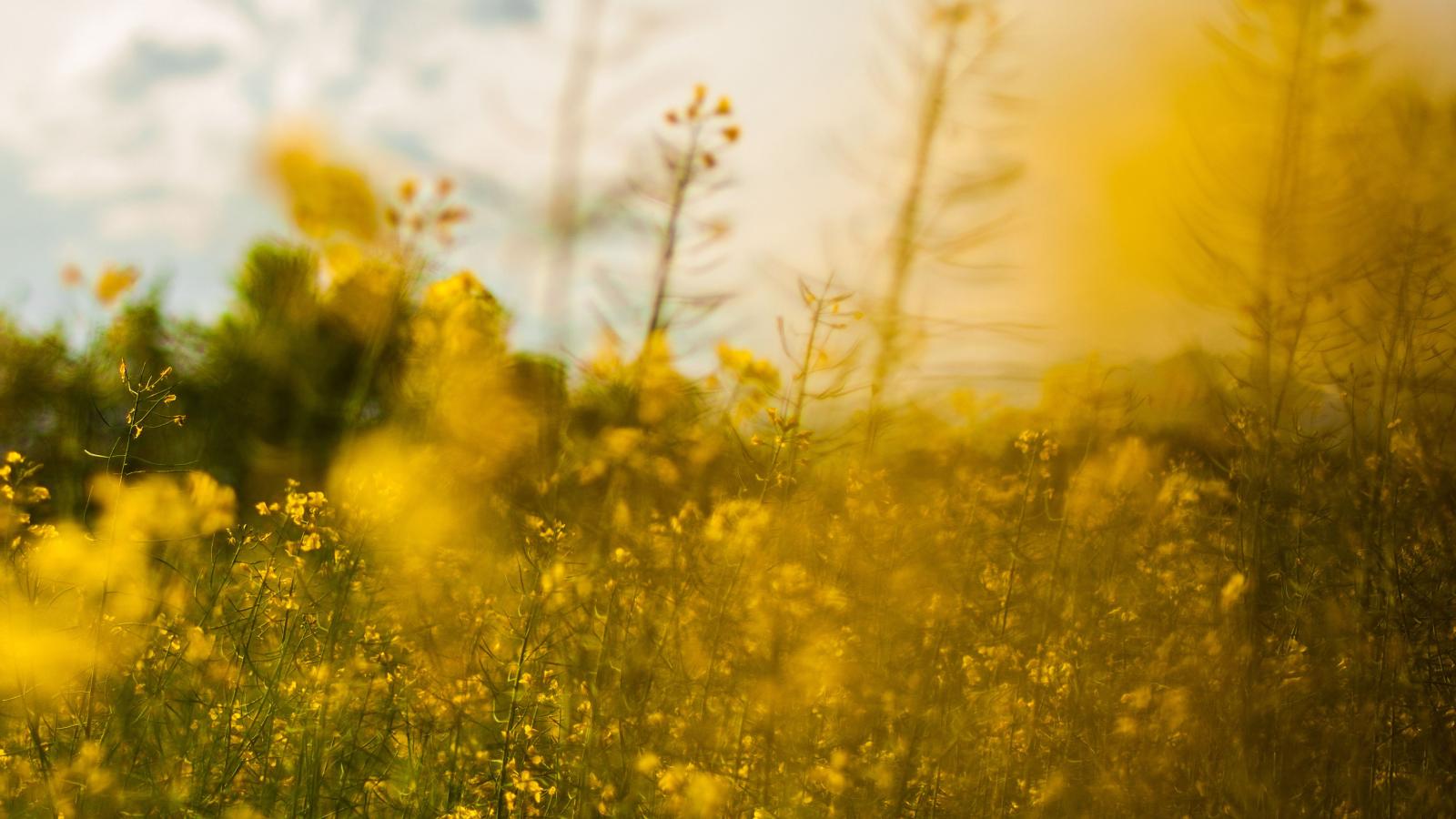3840x2160 wallpaper for desktop, laptop | mw20-nature-yellow-flower-bokeh