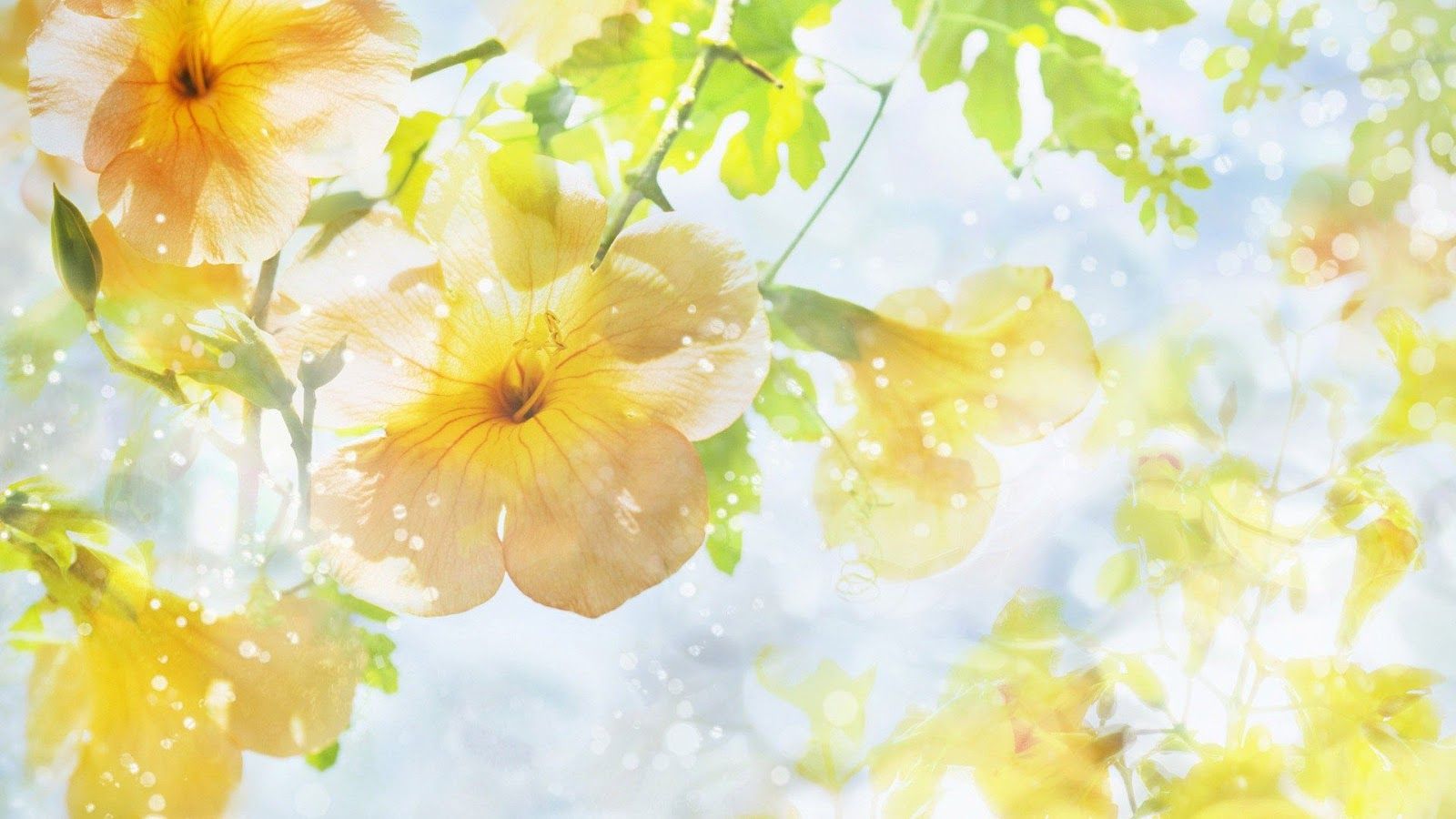 1600x900 43+] Yellow Roses Wallpaper for Desktop on WallpaperSafari